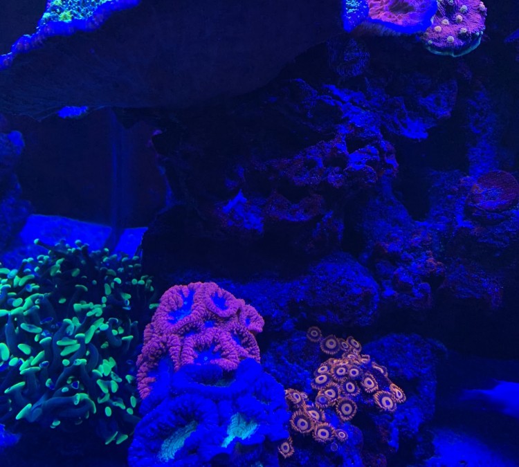 Superior Reef (Virginia&nbspBeach,&nbspVA)